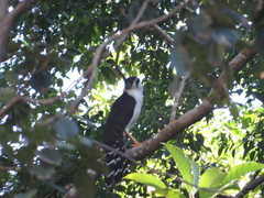 Micrastur semitorquatus