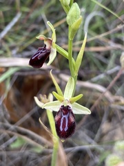 Ophrys sphegodes gortynia