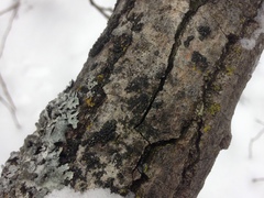 Hyperphyscia adglutinata