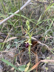 Ophrys sphegodes gortynia