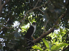 Micrastur semitorquatus