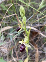 Ophrys sphegodes gortynia