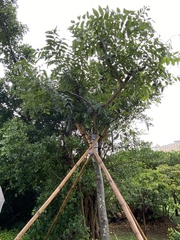 Kigelia africana