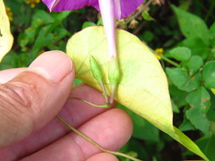 Ipomoea dumosa
