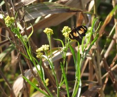 Acraea cabira