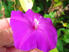 Ipomoea dumosa