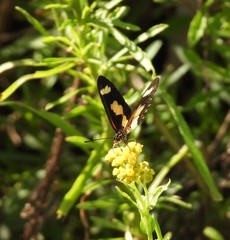Acraea cabira