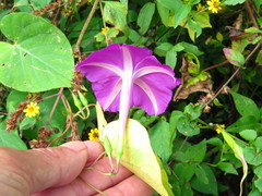 Ipomoea dumosa