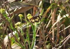 Acraea cabira