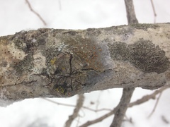 Caloplaca cerina