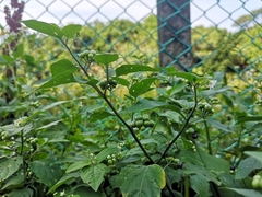 Solanum scabrum