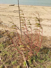 Persicaria lapathifolia