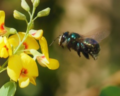 Xylocopa aerata