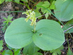Neottia convallarioides