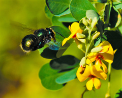 Xylocopa aerata