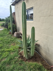 Trichocereus macrogonus macrogonus