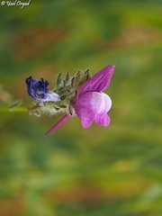 Linaria joppensis