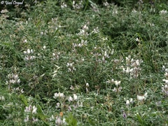 Lupinus palaestinus