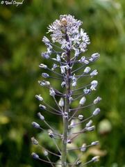 Scilla hyacinthoides