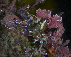 Heteroclinus roseus