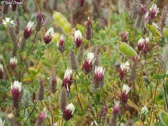Trifolium dichroanthum