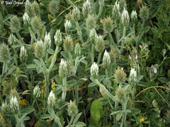 Trifolium palaestinum