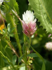Trifolium philistaeum