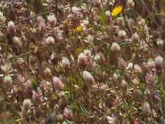 Trifolium philistaeum