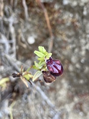 Ophrys sphegodes gortynia