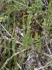 Baccharis genistelloides