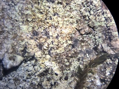 Scoliciosporum pensylvanicum