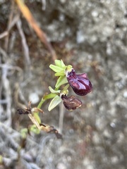 Ophrys sphegodes gortynia