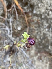 Ophrys sphegodes gortynia