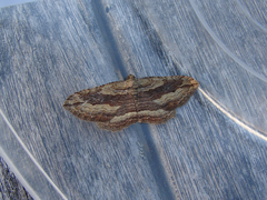 Austrocidaria gobiata