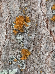 Teloschistes velifer