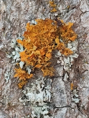 Teloschistes velifer