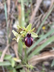 Ophrys sphegodes gortynia