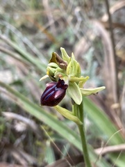 Ophrys sphegodes gortynia