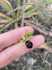 Ophrys sphegodes gortynia
