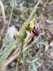 Ophrys sphegodes gortynia