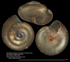 Punctidae