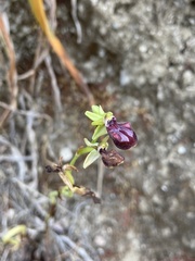 Ophrys sphegodes gortynia
