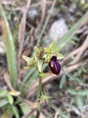 Ophrys sphegodes gortynia