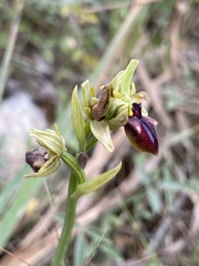 Ophrys sphegodes gortynia