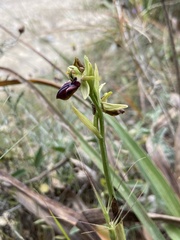 Ophrys sphegodes gortynia