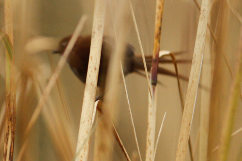 Asthenes fuliginosa
