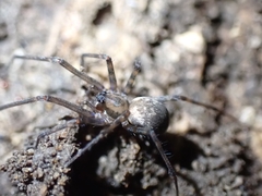 Nanocambridgea gracilipes