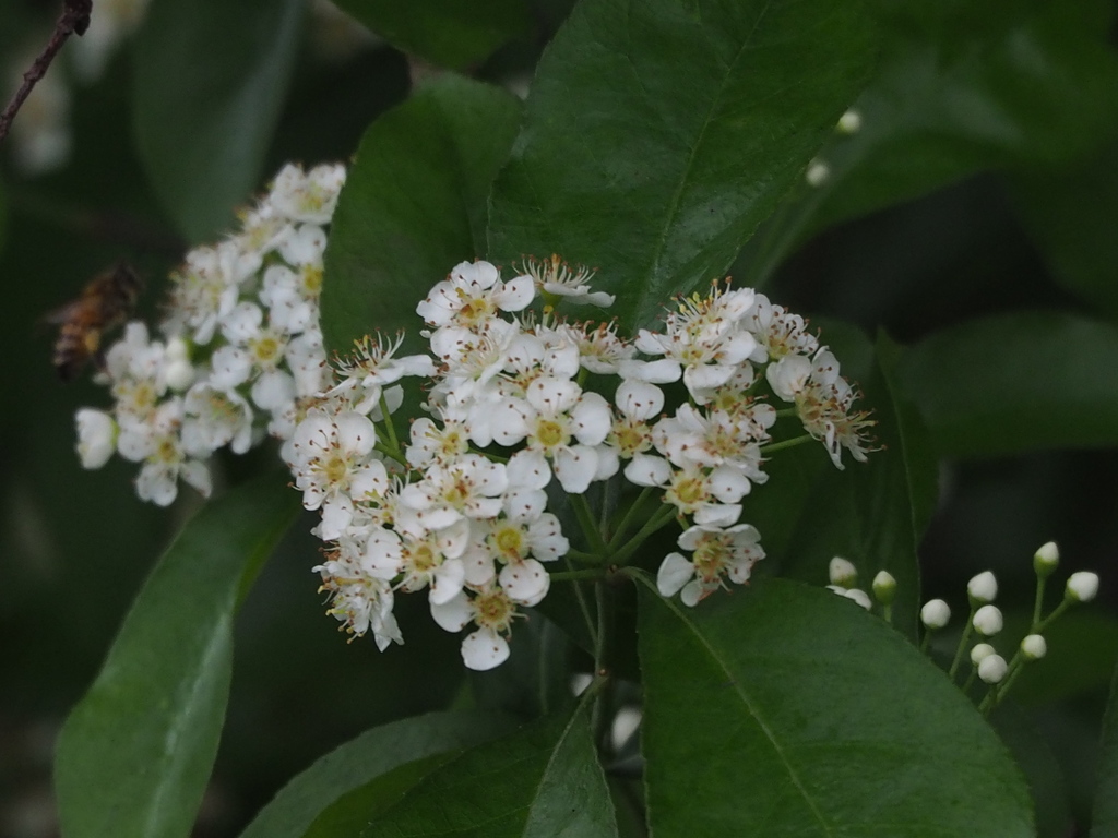 Pourthiaea arguta (Pourthiaea arguta)