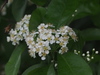 Pourthiaea arguta - Photo no rights reserved, uploaded by 葉子