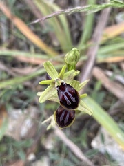 Ophrys sphegodes gortynia